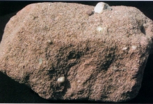 Trifelssandstein aus der Zeit des Buntsandsteins. In der rötlichen Grundmasse sitzen helle, gerundete Quarzkiesel.