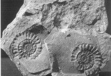 Versteinerte Vorfahren der Tintenfische: Ammoniten sind typische Fossilien aus der Zeit des Jura.