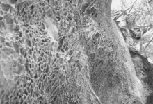 Bizarre Formen hat der Einfluss von Wind und Wetter an diesem Kalksandstein aus der Zeit des Jura geschaffen. Man nennt diese Form der Erosion Wabenverwitterung.