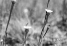 Der Lämmersalat, eine der besonders schutzwürdigen Pflanzenarten „Auf der Heide“, ist ein Relikt der vorherigen Ackernutzung.
