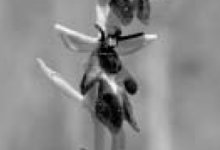 Fliegen-Ragwurz…03