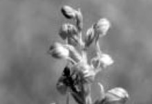 … und Grüne Hohlzunge, zwei leicht zu übersehende Orchideenarten der Kleinen Kalmit.