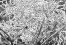 Abb. 2: DieStrauchflechteCladonia arbuscula, ein charakteristischer Bestandteil derFelsheiden. (Foto: 0. Röller)