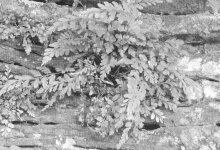 Abb. 5:... und der EiförmigeStrichfam (Asplenium obovatum ssp. lanceolatum) in der Nähe von Rinnthal. (Foto: H. Himmler)