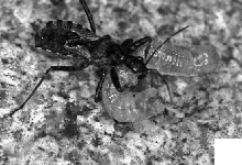 Abb. 5: Die Raubwanze Coranus subapterus hat eine Raupe erbeutet. (Foto: Friedrich Koch)