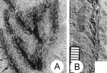 Abb. 2: Verschiedene Pflanzen aus dem Voltziensandstein, die beim Neubau der L 600