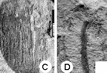 Abb. 2: Verschiedene Pflanzen aus dem Voltziensandstein, die beim Neubau der L 600