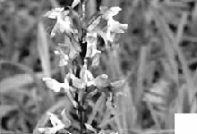 Abb. 3: Das Manns-Knabenkraut bildet in der Hexenklamm größere Bestände. (Foto: O. Röller)