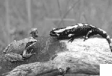 Abb. 4: Grasfrosch und Feuersalamander in der Hexenklamm. (Foto: O. Röller)