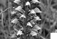 Abb. 6: Das Helm-Knabenkraut wächst am Weihertaler Kopf zu hunderten. (Foto: O. Röller)