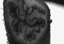 Abb. 5: Der Schrägschnitt durch im Boden befindliche Blattstiel-Abschnitte des Adlerfarns bringt den „Doppeladler“ zum Vorschein.