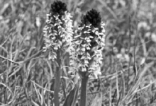Abb. 3: Individuen des Brand-Knabenkrautes (Orchis ustulata) wurden einige gesehen. Die Aufnahme, die außergewöhnlich prächtig entwickelte Exemplare zeigt, entstand schon 1986 an der gleichen Stelle.
