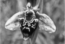 Abb. 4: Ophrys-Hybride (Ophrys apifera x O. holoserica). Hybriden von Orchideen können an Stellen, wo beide Elternarten auftreten und gleichzeitig blühen, immer wieder gefunden werden.