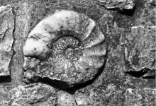 Abb. 5: Gut erhaltener Ammonit (Ceratites nodosus), mit mehreren zusammen versetzt eingemauert in die Rückwand eines Brunnens an der Straße durch Niedergailbach.