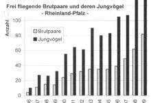 Abb. 1: Frei fliegende Storchpaare und flügge Jungvögel in Rheinland-Pfalz 1996-2009
